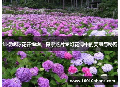 绯樱绣球花开绚烂，探索这片梦幻花海中的美丽与秘密
