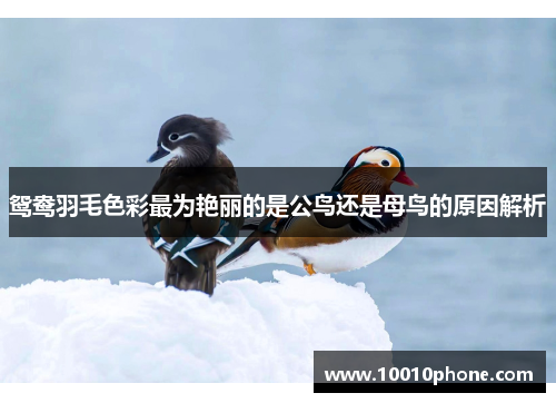 鸳鸯羽毛色彩最为艳丽的是公鸟还是母鸟的原因解析